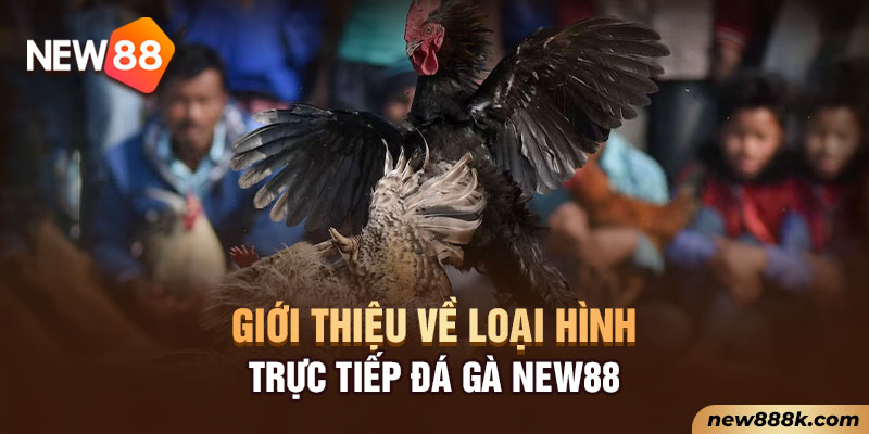 Giới thiệu về loại hình trực tiếp đá gà New88