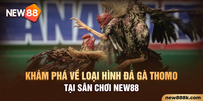 Khám phá về loại hình đá gà Thomo tại sân chơi New88