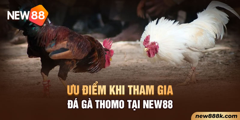 Ưu điểm khi tham gia đá gà Thomo tại New88