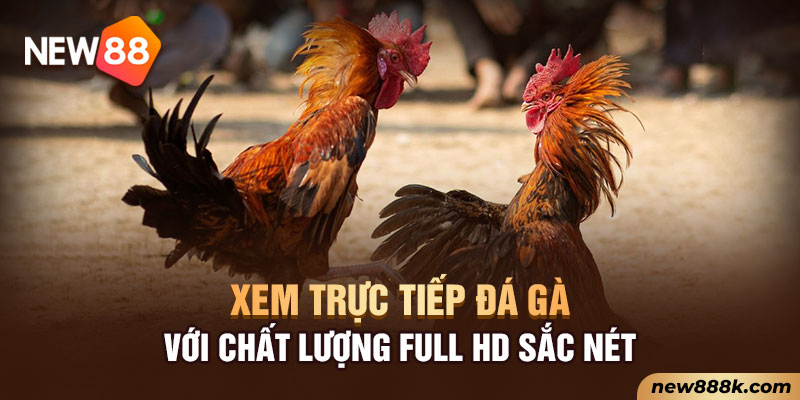 Xem trực tiếp đá gà với chất lượng full HD sắc nét