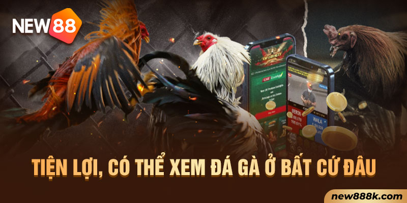 Tiện lợi, có thể xem đá gà ở bất cứ đâu