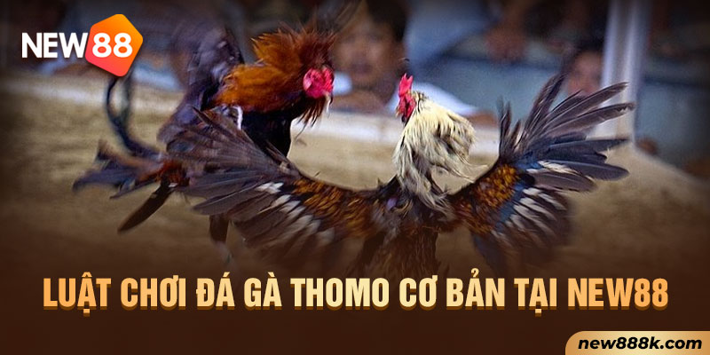 Luật chơi đá gà Thomo cơ bản tại New88