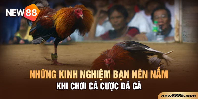Những kinh nghiệm bạn nên nắm khi chơi cá cược đá gà