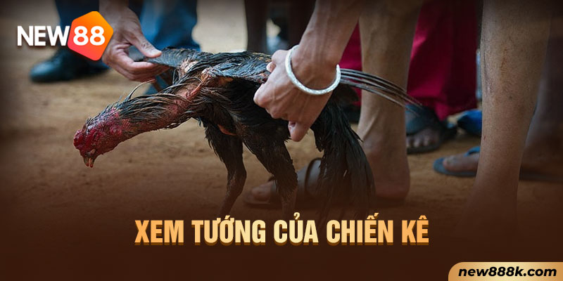 Xem tướng của chiến kê